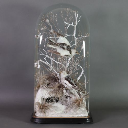VICTORIAN TAXIDERMY PAIR OF SNOW BUNTINGS IN FLAT SIDED DOME CIRCA 1875